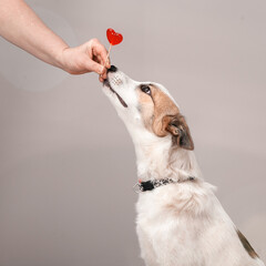 The dog asks to eat a red heart-shaped lollipop
