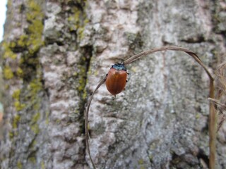Macro piccolo insetto maggiolino, coccinella rossa, appeso su filo d'erba vicino a corteccia di albero 