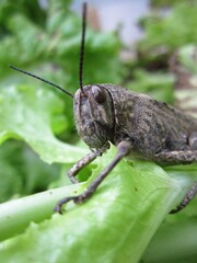 Macro testa e occhi striati di grande insetto cavalletta locusta colore marrone grigio appoggiata su foglie di insalata verde