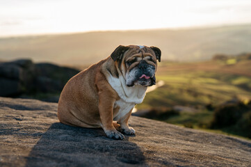 Obraz premium Red English British Bulldog Dog out for a walk looking up in the National Park Peak District on Autumn sunny day at sunset