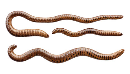 worms isolated on transparent background cutout