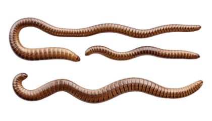 worms isolated on transparent background cutout