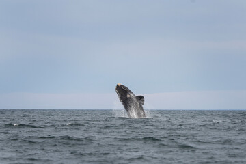 Fototapeta premium Southern right whales near Valdés peninsula. Behavior of right whales on surface. Marine life near Argentina coast. 
