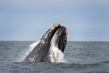 Southern right whales near Valdés peninsula. Behavior of right whales on surface. Marine life near...