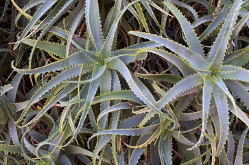 View from the top of lush aloe bushes. Aloe bushes close-up view. Nature decoration on street in Santo Stefano di Camastra, Sicily, Italy