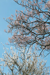 Blooming white plum tree and pink shadbush or amelanchier against a blue sky in spring.