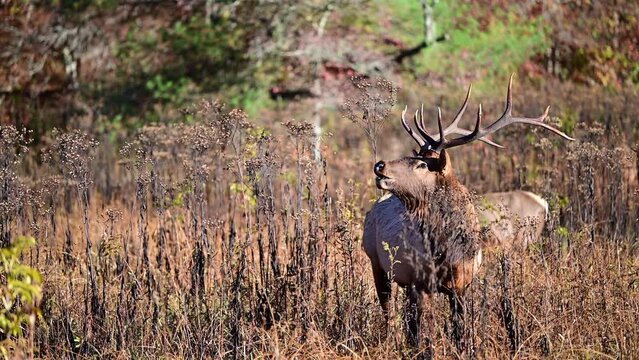 A large Bull Elk feeding in tall grasses, responds to another Elk's bugle call in early morning light, the Great Smokey Mountains National Park, North Carolina, US.
