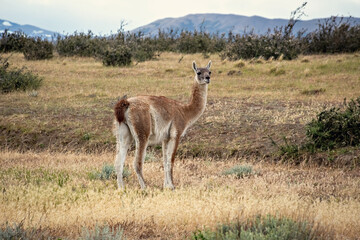 Group of guanaco animals in Patagonia Chile