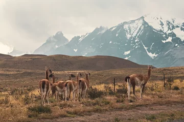 Fotobehang Group of guanaco animals in Patagonia Chile © Natalia
