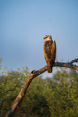 Juvenile Martial Eagle on the branch
