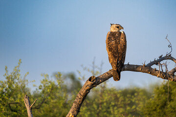 Juvenile Martial Eagle on the branch