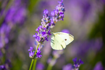 Butterflies on spring lavender flowers under sunlight. Beautiful landscape of nature with a panoramic view. Hi spring. long banner