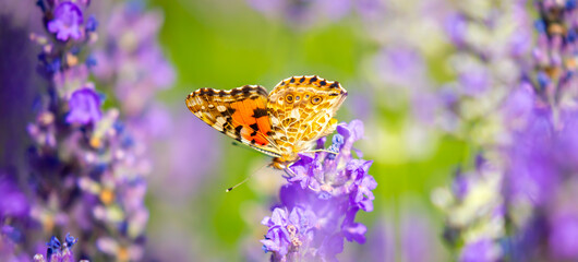 Butterflies on spring lavender flowers under sunlight. Beautiful landscape of nature with a panoramic view. Hi spring. long banner