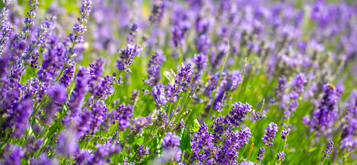 Spring lavender flowers under sunlight. Lilac flowers close up. Beautiful landscape of nature with a panoramic view. Hi spring. long banner