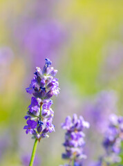 Spring lavender flowers under sunlight. Lilac flowers close up. Beautiful landscape of nature with a panoramic view. Hi spring. long banner