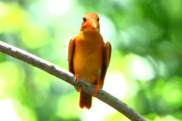 Ruddy Kingfisher