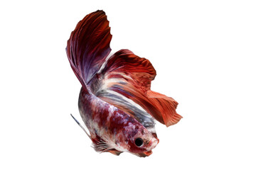 Siamese betta fighting fish