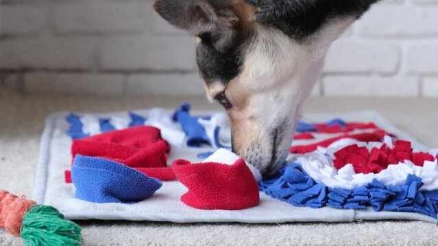 dog sits on dog sniffing mat. Interactive toy for pet, develops sense of smell, logical thinking, search for dry food hidden in pockets of textile ribbon. Find treat nose