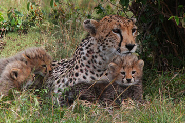 Gepard mit Jungtieren (Acinonyx jubatus) liegt im Gras, Kenia, Afrika