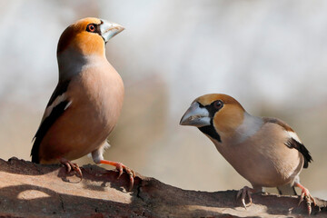 Kernbeißer (Coccothraustes coccothraustes) zwei Männchen, Rivalen sitzen auf Baumstamm