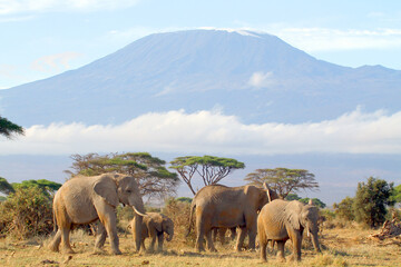 Elefanten Gruppe vor Kilimandscharo, Bergmassiv, Tansania, Afrika - obrazy, fototapety, plakaty