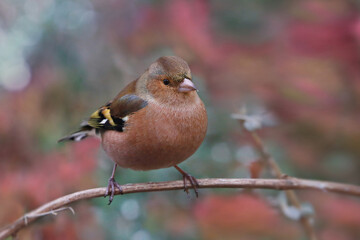 Buchfink (Fringilla coelebs) sitzt auf Ast im Garten 