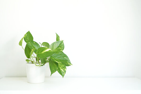 Devil's ivy on white table