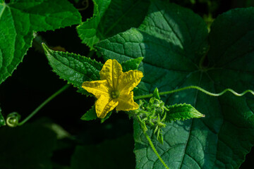 Yellow blooming pumpkin plant flower with leaves in a home garden