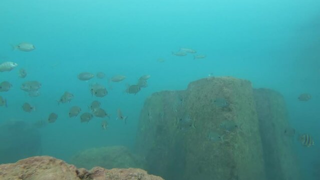 Big shoal of sargo fishes swimming over the bottom of the Atlantic Ocean in Madeira