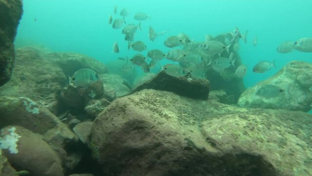 Big shoal of sargo fishes swimming over the bottom of the Atlantic Ocean in Madeira