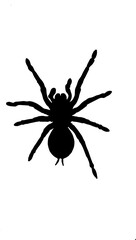 black spider silhouette on a transparent background