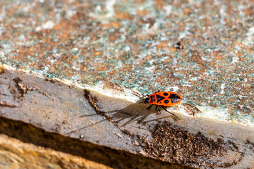 Fire bug bugs firebug firebugs insect insects crawling on wall.