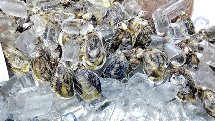 fresh oysters are arranged on the shelf
