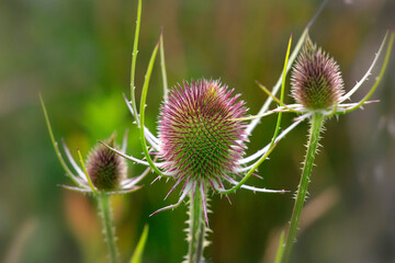 Wilde Karde (Dipsacus fullonum) Blütenstand