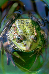 Wasserfrosch (Pelophylax) auch Teichfrosch, frontal 