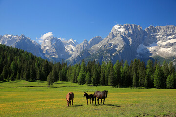 Fototapeta na wymiar Sorapis Berggruppe mit Pferden auf Weide im Frühling, Dolomiten, Dadore, Venetien, Italien