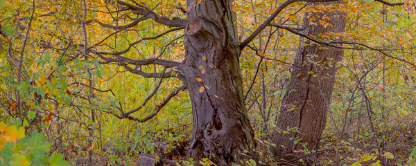 Fototapeta premium Alter Laubwald im Herbst, Panorama 