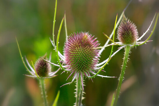 Wilde Karde (Dipsacus fullonum) Bl&uuml;tenstand
