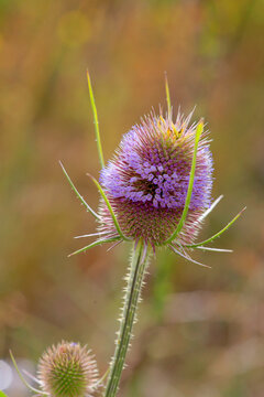 Wilde Karde (Dipsacus fullonum) Bl&uuml;tenstand