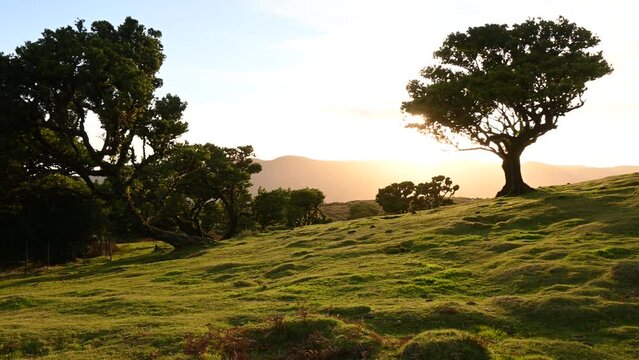 Yellow misty evening on the magic Fanal in Madeira