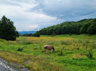 Beautiful landscape with spruce forest and green grass in the Carpathian Mountains, Transylvania, Romania.