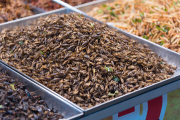 a lot of cicada fried in the tray at street food shop