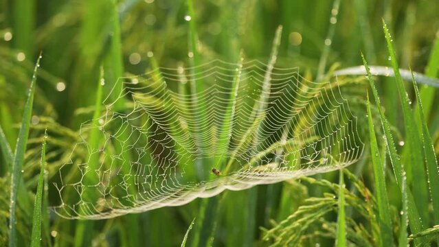 Glistening morning dew on spiders web in paddy field, accompanied by the calming sounds of birds chirping and crickets. Relax, de-stress, and find your inner peace