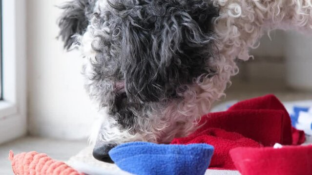 dog sits on dog sniffing mat. Interactive toy for pet, develops sense of smell, logical thinking, search for dry food hidden in pockets of textile ribbon. Find treat nose