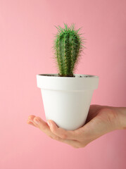 Cactus in a pot in the hands of a woman on pink background. Vertical photo