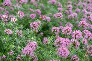 Langgriffliger Rosenwaldmeister