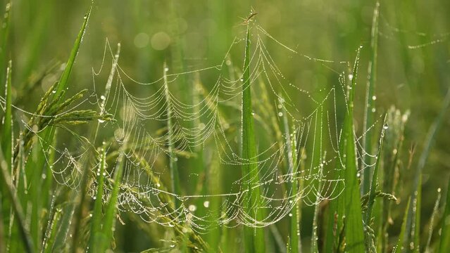 Glistening morning dew on spiders web in paddy field, accompanied by the calming sounds of birds chirping and crickets. Relax, de-stress, and find your inner peace