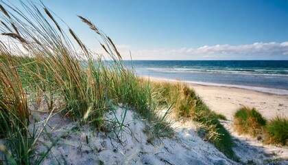 beach grass at the wide beach at northern denmark high quality photo - obrazy, fototapety, plakaty