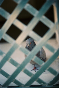 Prision pigeon
