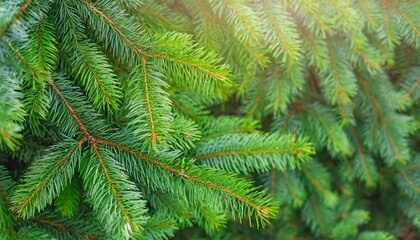 banner of spruce branches green background beautiful postcard from branch of spruce closeup christmas tree in nature copy space